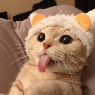 Cat 2