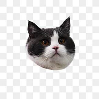 Cat 3